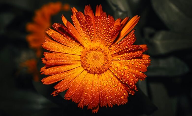 call drop rates analyzed