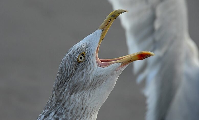 rural silent call patterns