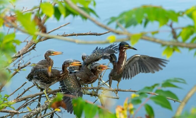 silent calls callback ratio